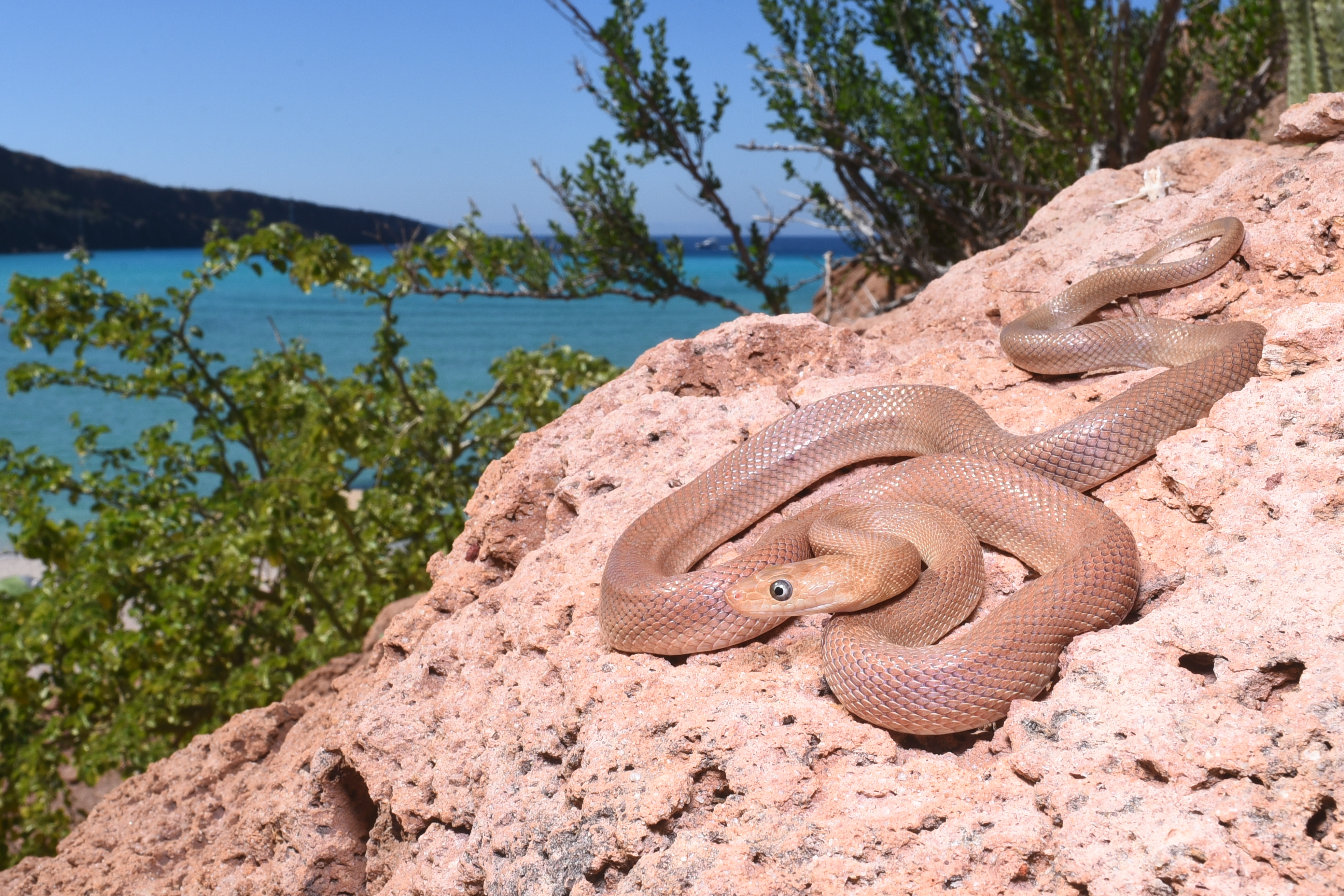 Boa constrictor rosaliae on island
